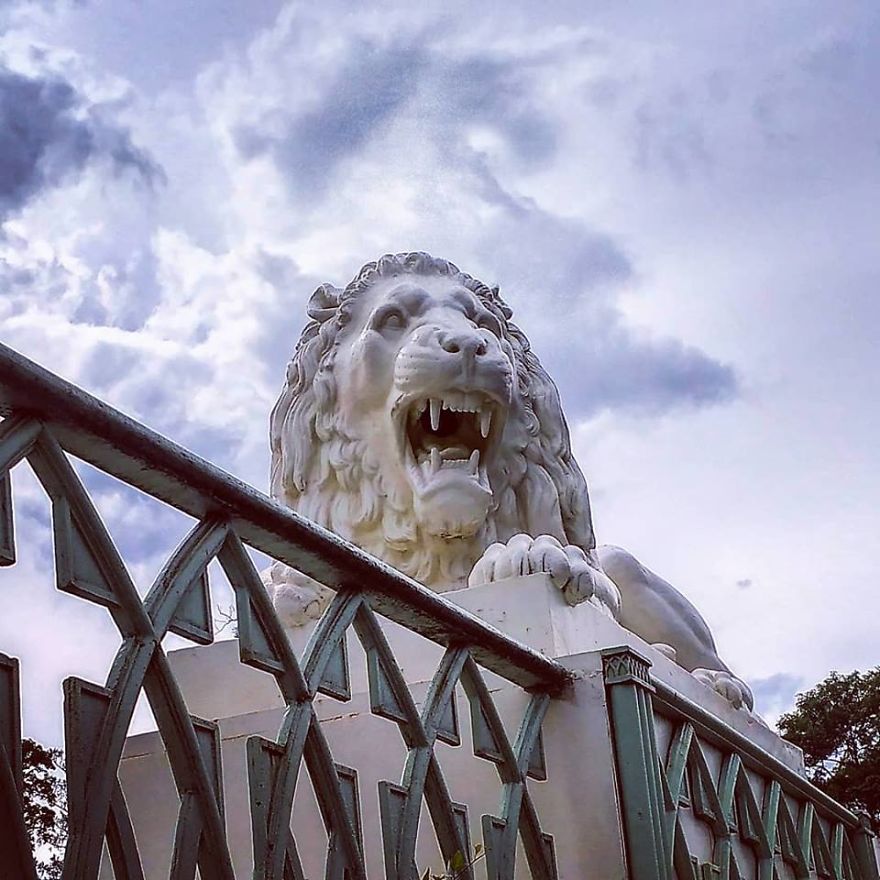 Lions In St. Petersburg