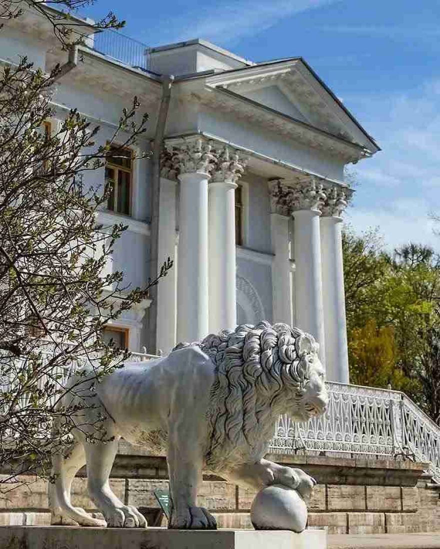 Lions In St. Petersburg