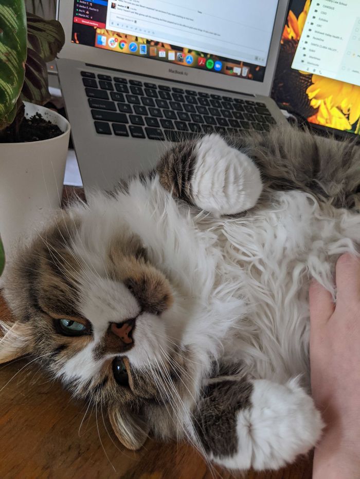 Proving His Belly Rub Is More Important Than My Meeting...