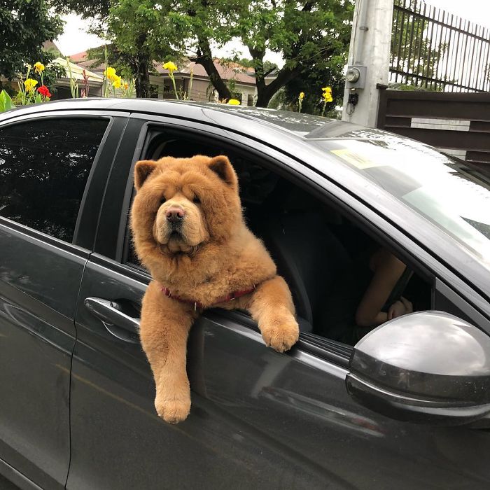 People Do Not Know How To Deal With The Dog "Teddy Bear" That Already Has 430 Thousand Followers