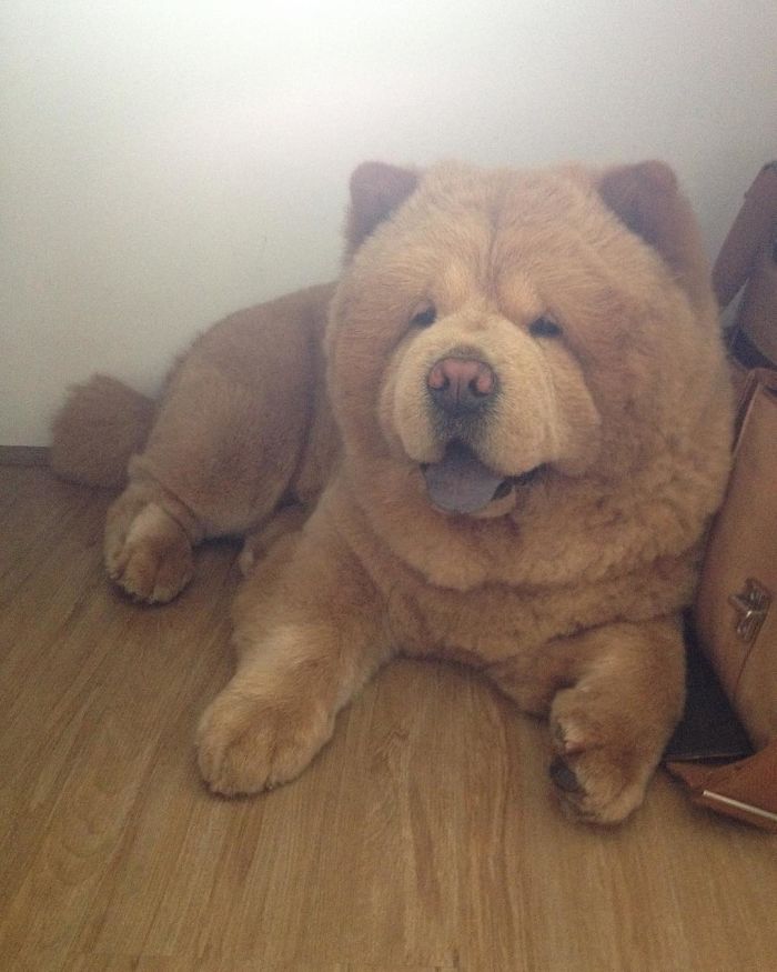 People Do Not Know How To Deal With The Dog "Teddy Bear" That Already Has 430 Thousand Followers
