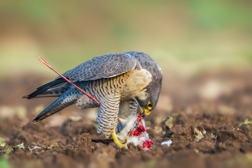 Peregrine Falcon Feasting On Stilt Kill