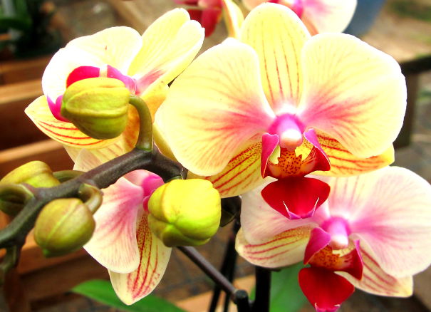Phalaenopsis-at-Orchids-of-Los-Osos-5e645817357af.jpg