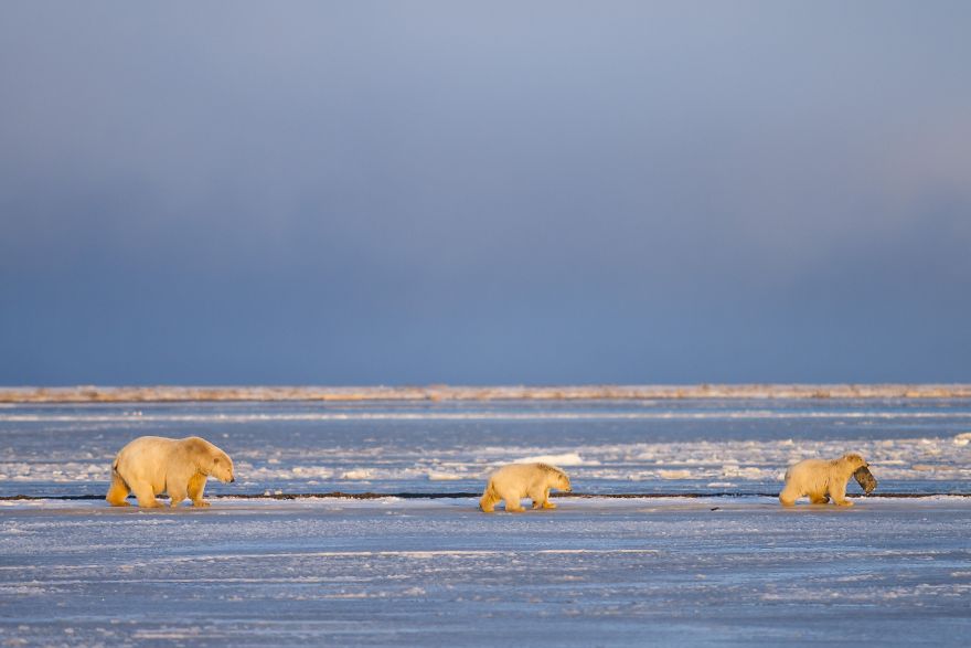 Polar Bear Family Eating A Piece Of Whale