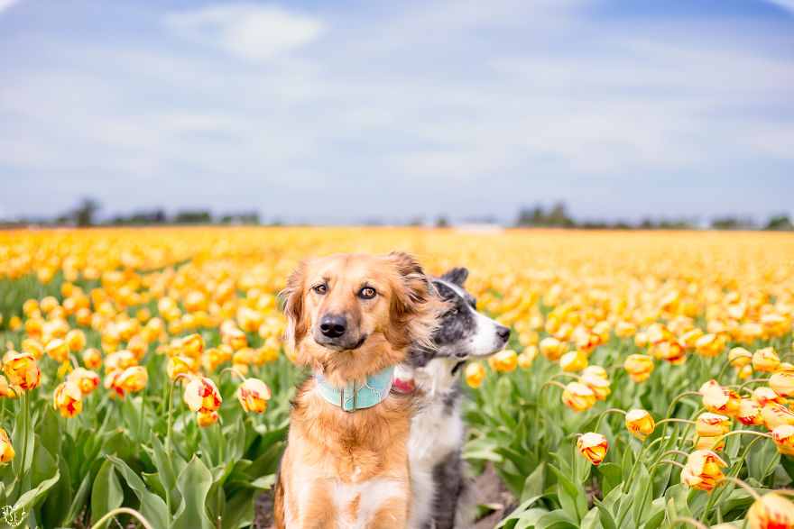 We discovered that my traumatized rescue dog is happiest among flowers, so we bring him to all the fields we can find (22 photos)
