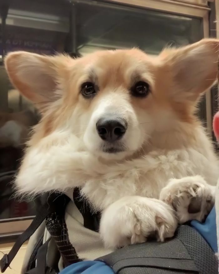 Guy Carries His Corgi In His Backpack, Brightens Everyone’s Day As They