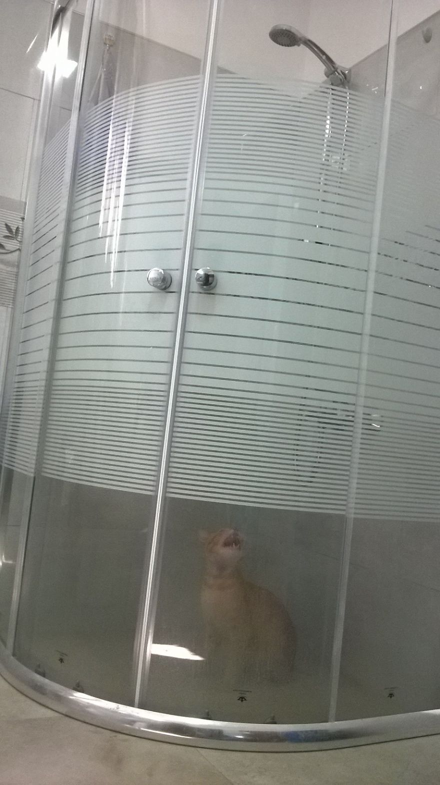 I Found An Easy Method To Get Rid Of Cats Nuisance...