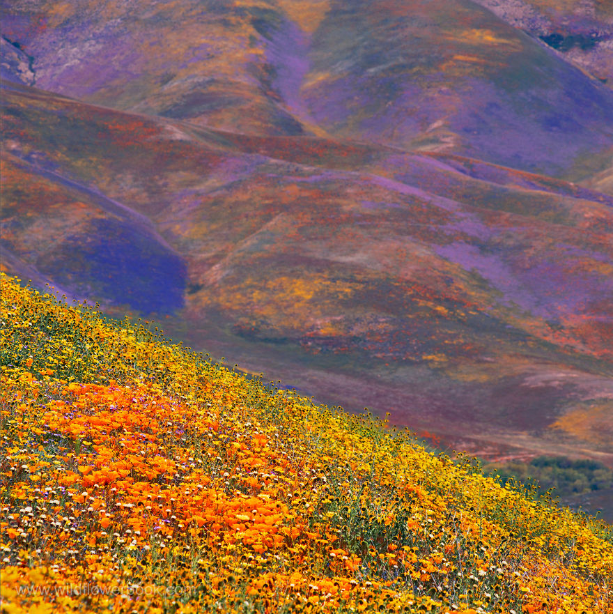 Here Are Our 28 Favorite Pics From Our Book About Wildflower Fields In California And Elsewhere