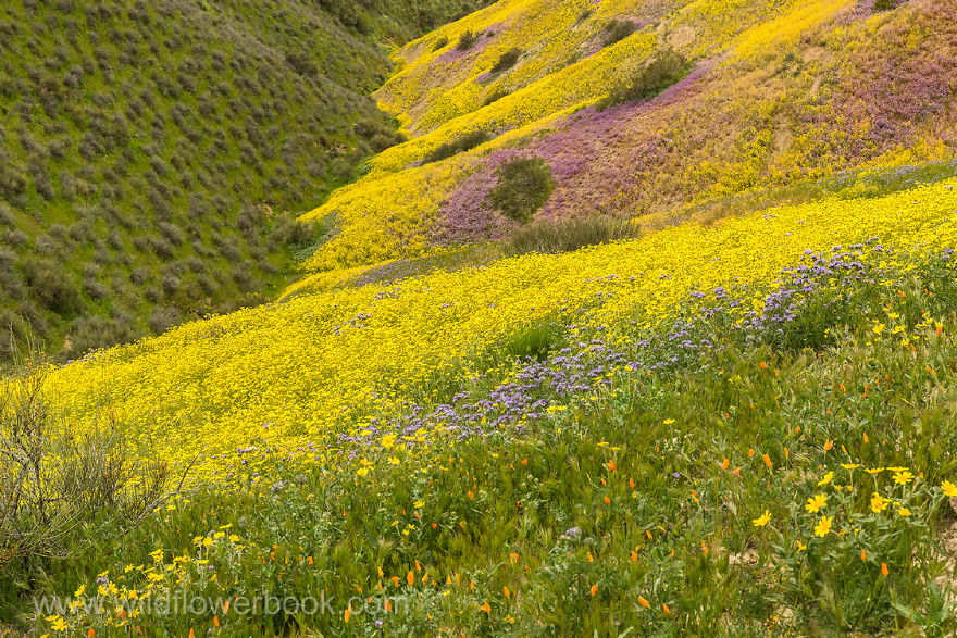 Here Are Our 28 Favorite Pics From Our Book About Wildflower Fields In California And Elsewhere