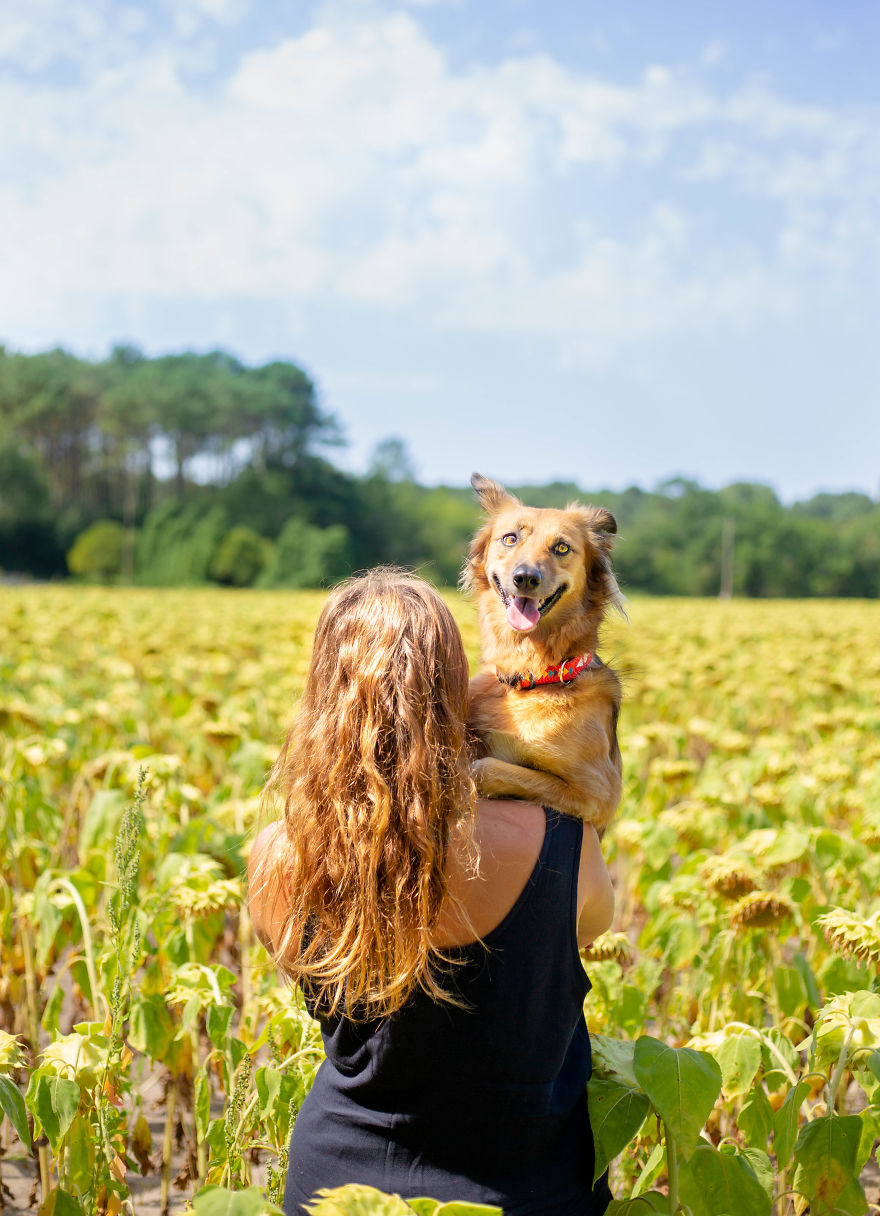 We discovered that my traumatized rescue dog was happiest among flowers, so we brought him to all the fields we could find (22 photos)