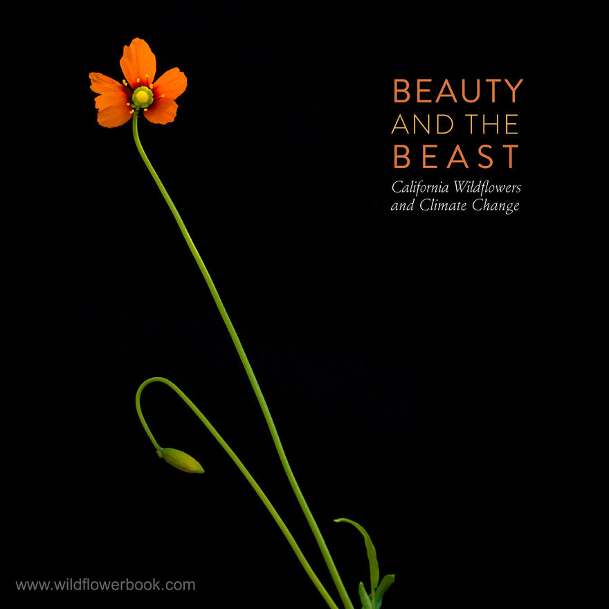We Spent 27 Years Photographing Wildflowers In California And Other Western States.