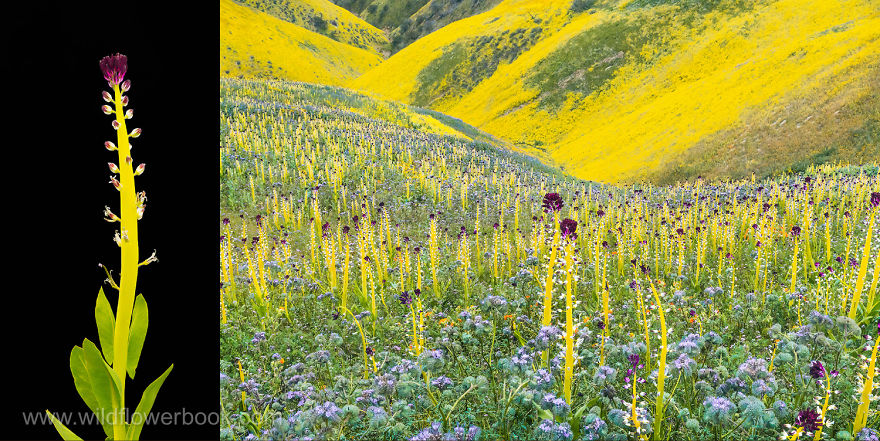 We Spent 27 Years Photographing Wildflowers In California And Other Western States.