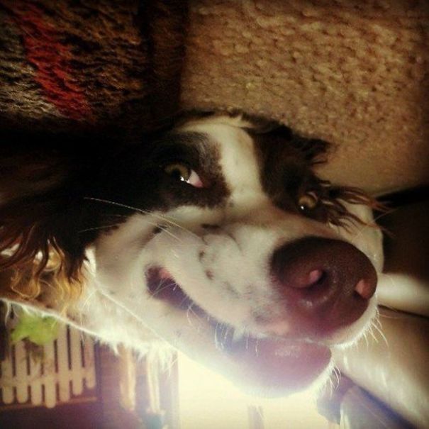 Funny Smiling Dogs