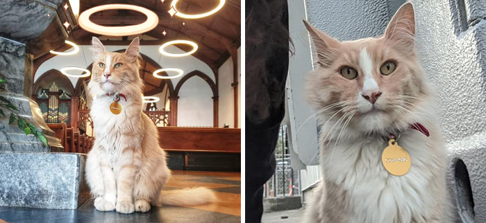 There’s A Facebook Group Of 30k People In New Zealand Who Take Photos Of A Local Cat Whenever They Meet Him (30 Photos)