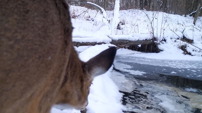 Man Films How Many Wild Animals Are Using This Log Bridge, Is Surprised It's That Many Different Kinds
