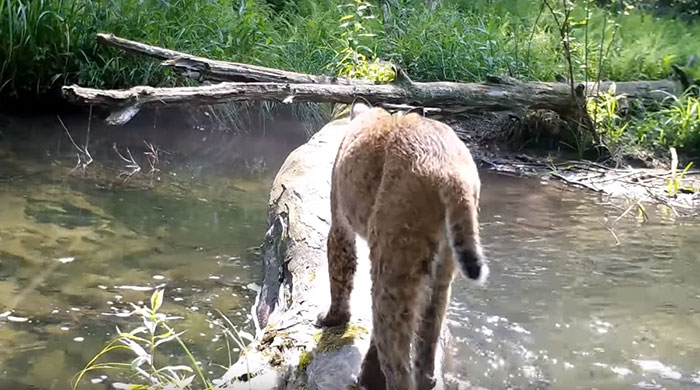 Man Films How Many Wild Animals Are Using This Log Bridge, Is Surprised It's That Many Different Kinds