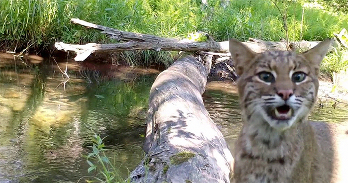 Man Films How Many Wild Animals Are Using This Log Bridge, Is Surprised It’s That Many Different Kinds