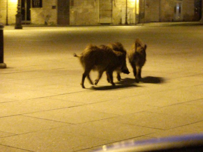 Los animales invaden las ciudades mientras la gente se encierra en casa por la cuarentena