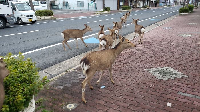 Animals Invade Cities As People Quarantine Themselves At Home