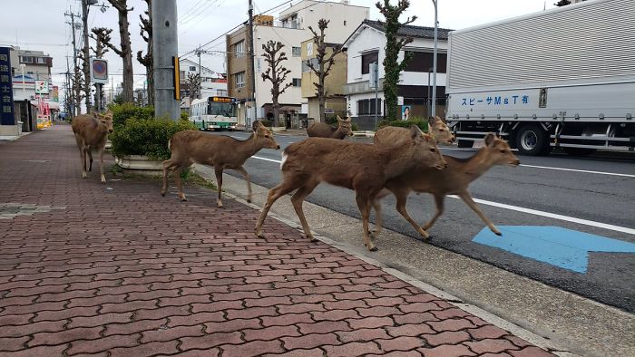 Los animales invaden las ciudades mientras la gente se encierra en casa por la cuarentena