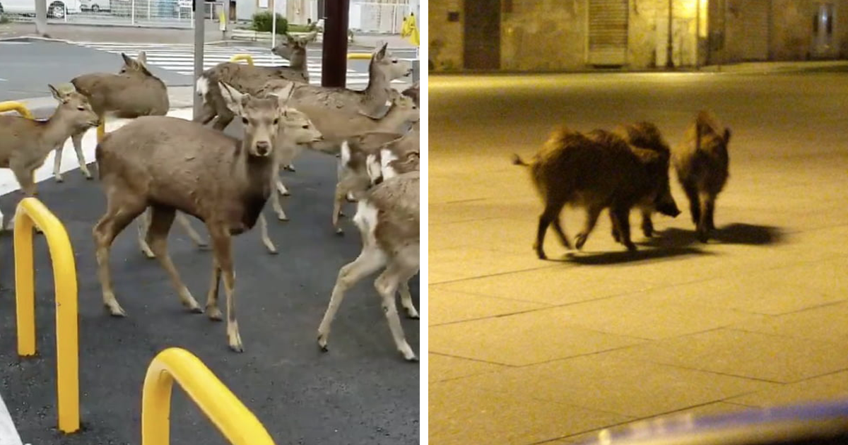 Animals Invade Cities As People Quarantine Themselves At Home | Bored Panda