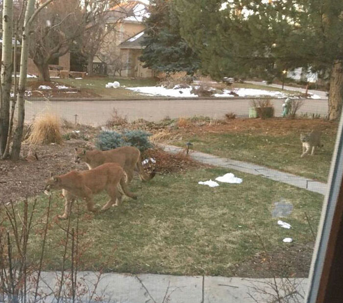 Mountain Lions Roaming The Resident Area