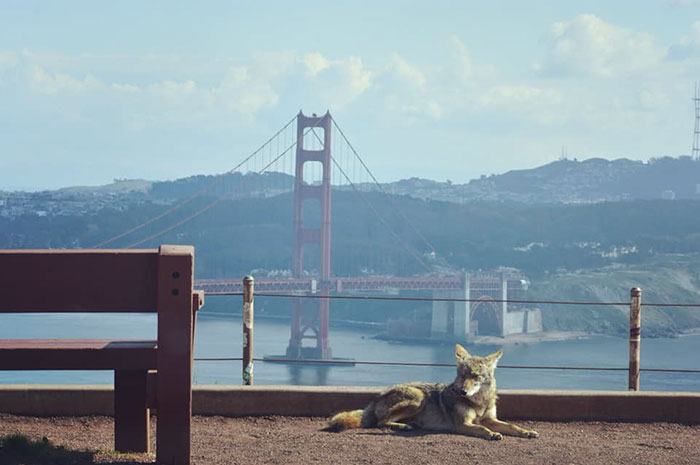 A Photo Of A Coyote In San Francisco Taken With A Zoom Lens From Inside The Photographer's Car