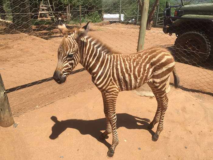 These Conservation Workers Use Special Suits To Take Care Of Baby Zebras