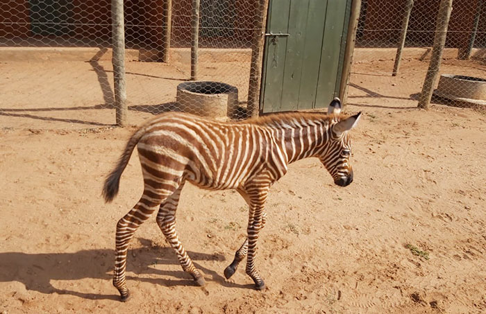 These Conservation Workers Use Special Suits To Take Care Of Baby Zebras