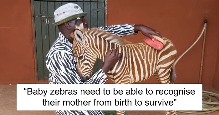 These Conservation Workers Use Special Suits To Take Care Of Baby Zebras |  Bored Panda