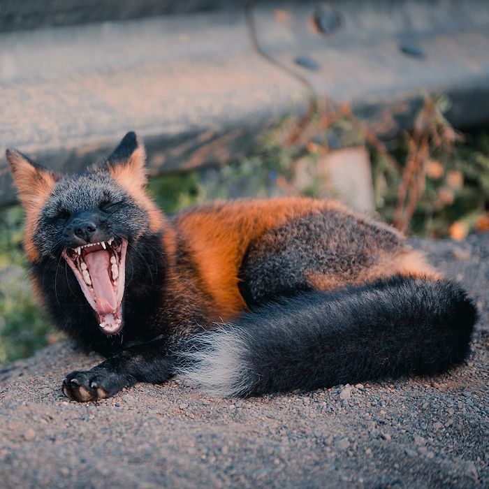 Guy Earns The Trust Of A Black And Orange Fox, Shares 20 Stunning Pics