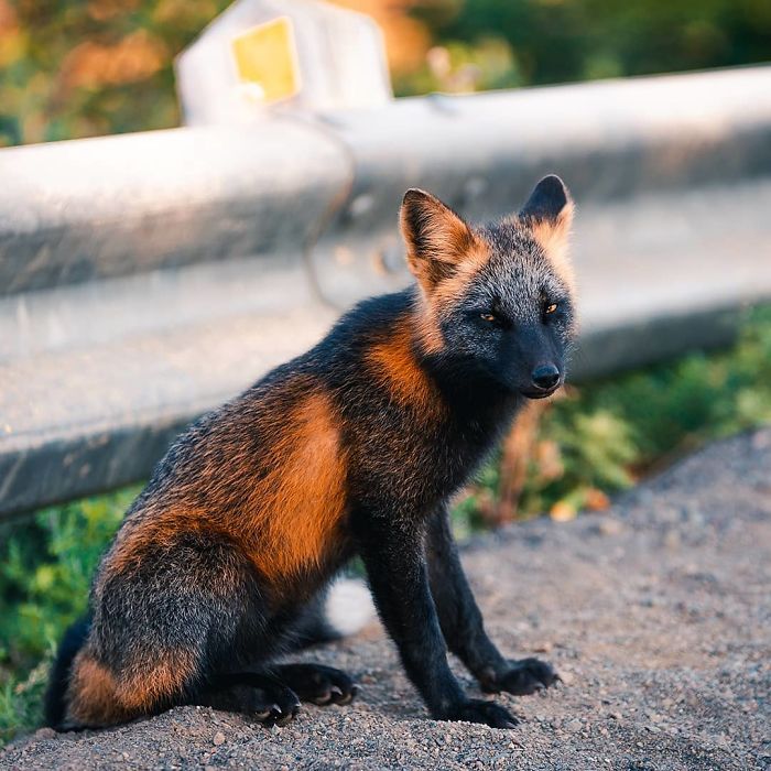 Guy Earns The Trust Of A Black And Orange Fox, Shares 20 Stunning Pics