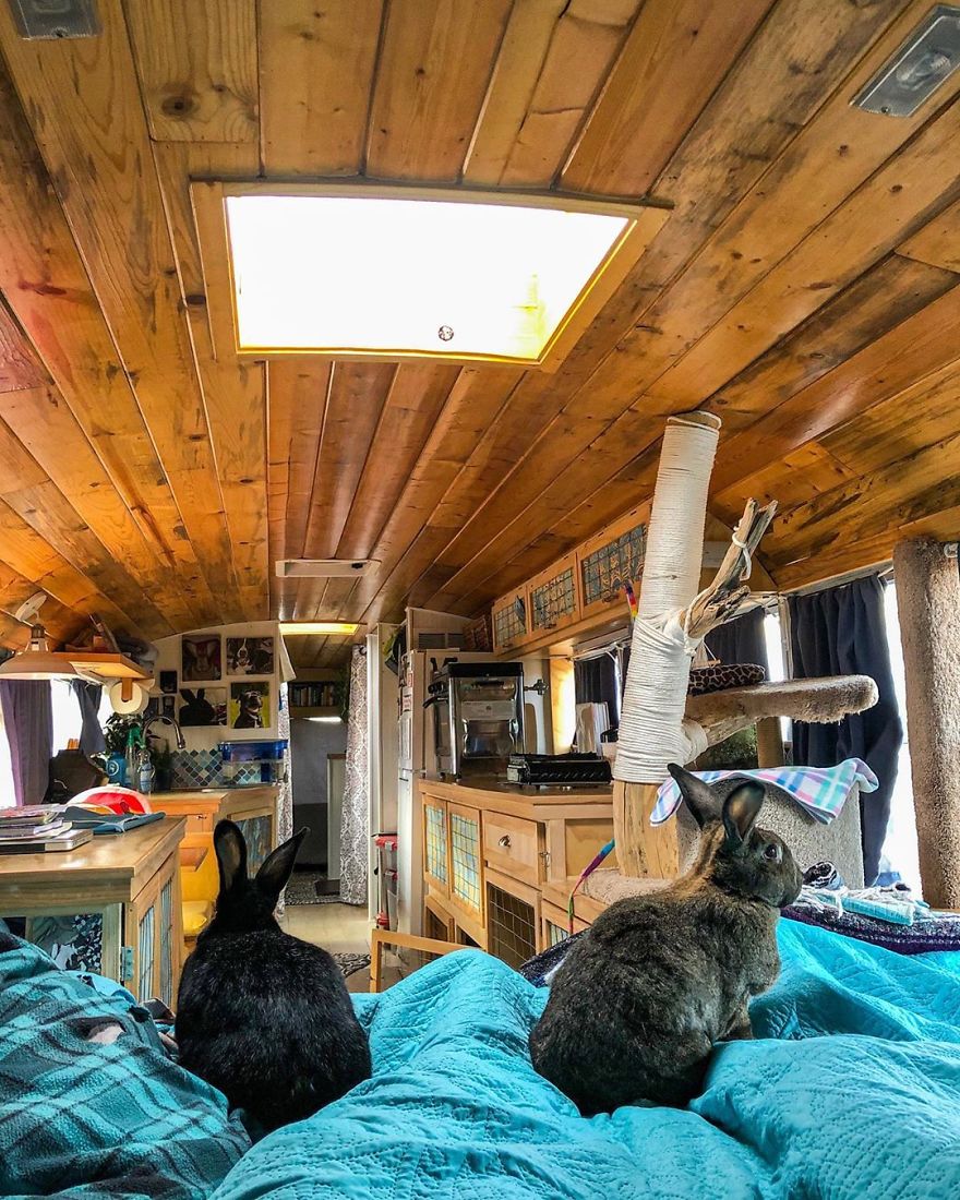 Off-Grid Bus Conversion Life With 5 Pets (Two Rabbits, Two Cats, And A Senior Dog)