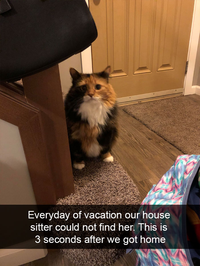 Cat-Snapchat-Funny