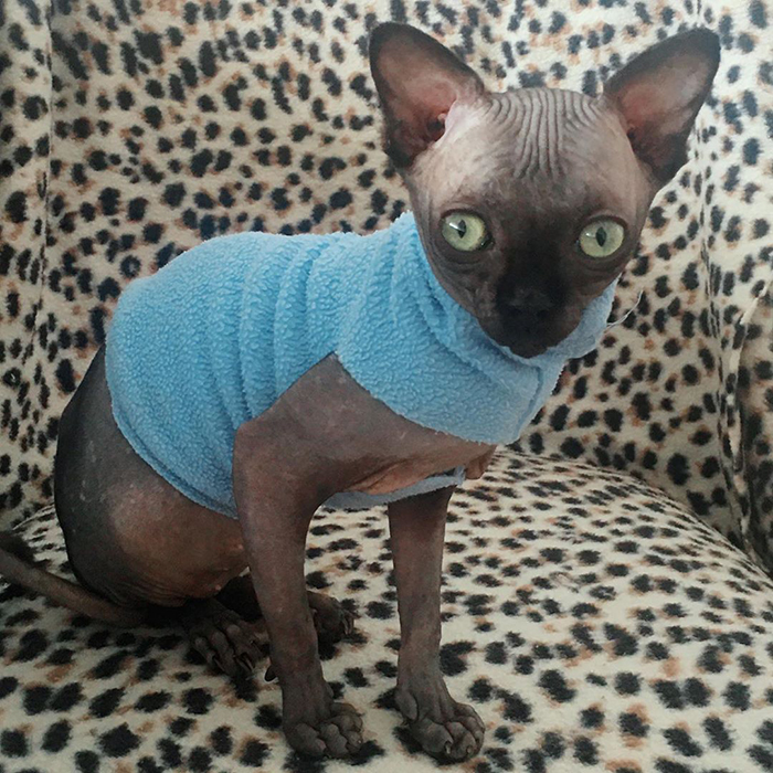 Sphynx Kitty With Rare Neurological Condition Looks Like A Bat And It Has Made Her An Online Sensation