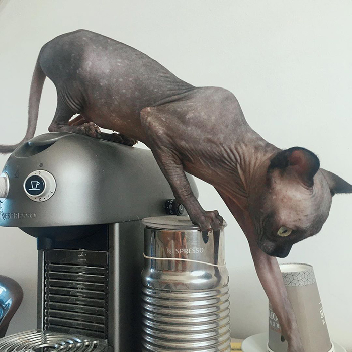 Sphynx Kitty With Rare Neurological Condition Looks Like A Bat And It Has Made Her An Online Sensation