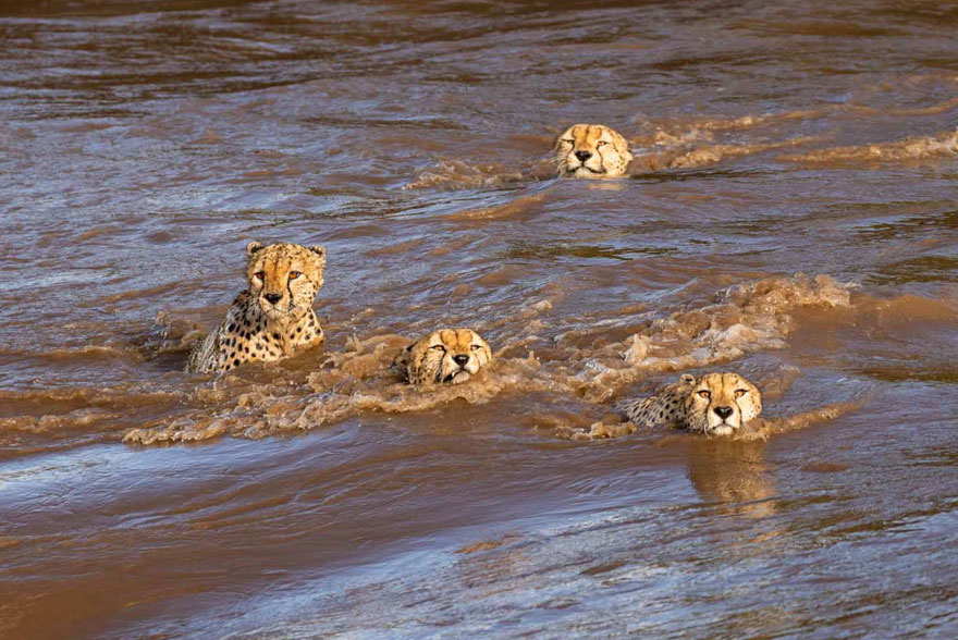 Estos fotógrafos vieron a 5 guepardos cruzando un río crecido y lleno de cocodrilos