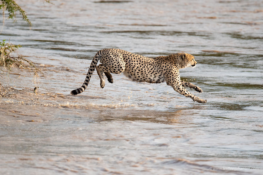 Estos fotógrafos vieron a 5 guepardos cruzando un río crecido y lleno de cocodrilos