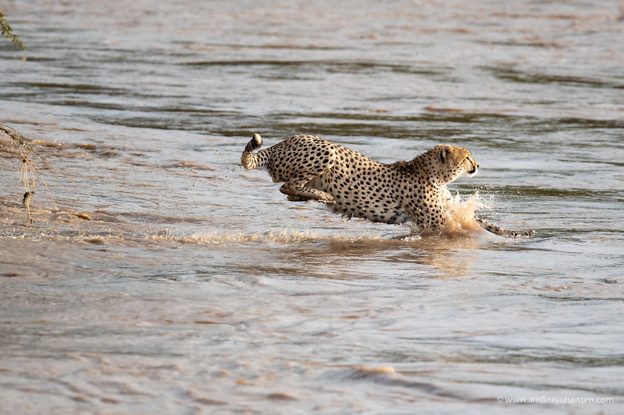 Photographers Get To Witness 5 Cheetahs Crossing A Flooded River Infested With Crocodiles