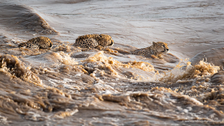 Photographers Get To Witness 5 Cheetahs Crossing A Flooded River Infested With Crocodiles