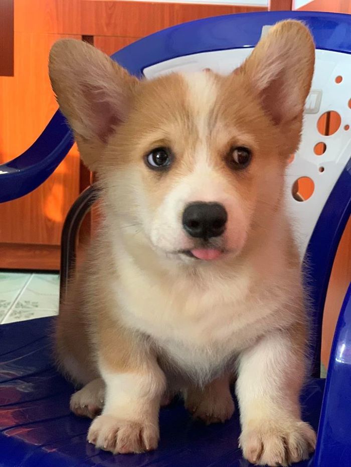 Corgi Gives His Owner And The Entire Internet A Mini Heart Attack After He Eats Some Dragon Fruit And Rests In The Mess