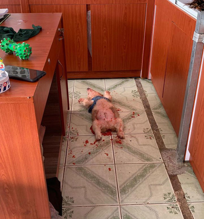 Corgi Gives His Owner And The Entire Internet A Mini Heart Attack After He Eats Some Dragon Fruit And Rests In The Mess