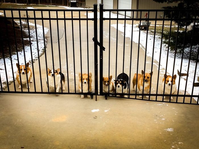 The Gate To Our Little Piece Of Heaven On Earth! My Babies Disapprove Of Me Snapping A Photo Instead Of Coming In And Giving Them Pets And Belly Rubs
