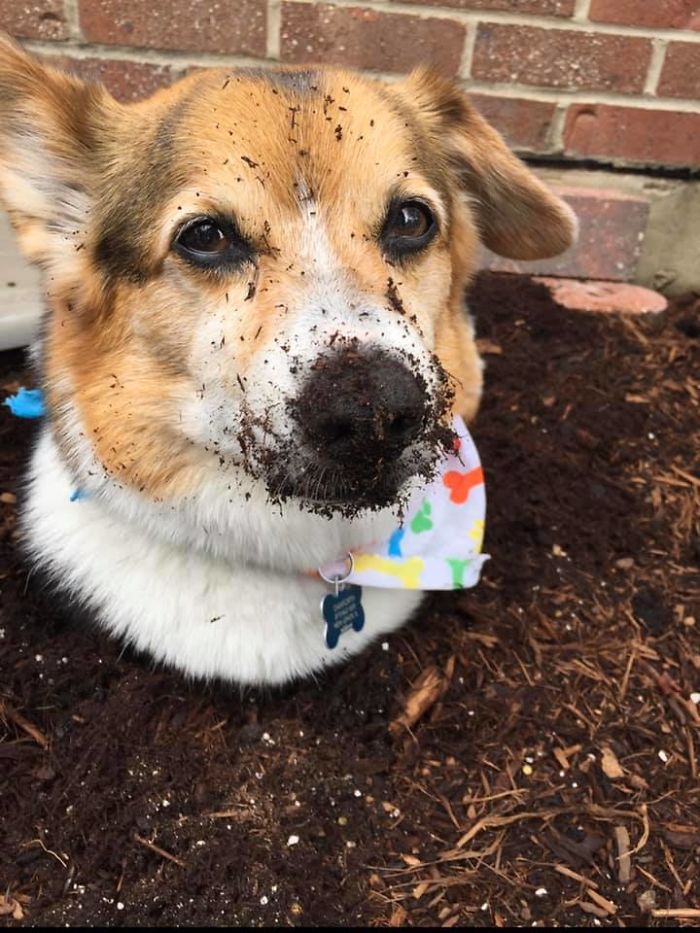 This Is Wilbur. Wilbur Got A Bath. Wilbur Went Outside And Dug Up The Fresh Mulch And Rolled Himself Into The Hole. Wilbur’s Mommy Was Quite Disapproving