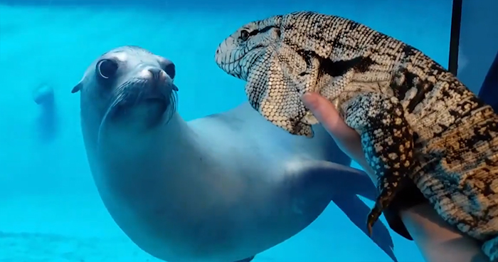 People Are Melting Over These Videos Of Zoo Animals Seeing Each Other For The First Time