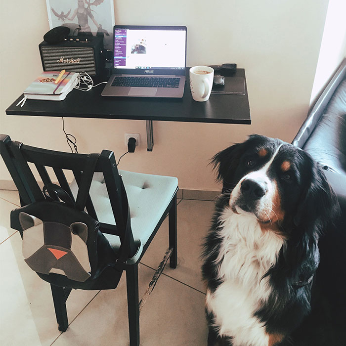 Hey, Pandas Who Are Now Forced To Work From Home, Post Your Workspace Setups