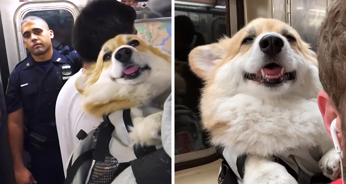 Guy Carries His Corgi In His Backpack, Brightens Everyone’s Day As They Commute (31 Pics)