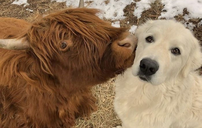 There’s A Twitter Account That Posts Cow Pics Every Day Just To Make People Smile (30 Pics)