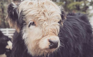 There's A Twitter Account That Posts Cow Pics Every Day Just To Make People Smile (30 Pics)