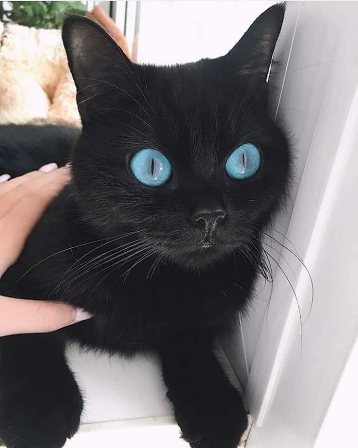 40 Wholesome Pics Of Black Cats To Show They Have Nothing To Do With Bad Luck